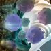 Oren Zarif – Treatments For Adrenocortical Carcinoma
